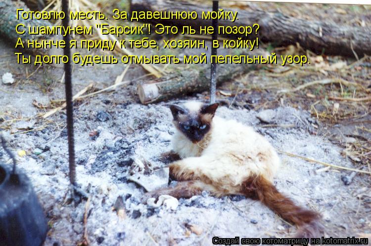 Готовлю месть. За давешнюю мойку. С шампунем "Барсик"! Это ль не позор? А нынче я приду к тебе, хозяи... Котоматрица: Готовлю месть. За давешнюю мойку. С шампунем "Барсик"! Это ль не позор? А нынче я приду к тебе, хозяин, в койку! Ты долго будешь отмывать мой пеп