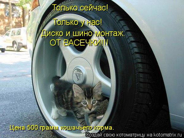 Только сейчас! Только у нас! Диско и шино монтаж. ОТ ВАСЕЧКИ!!! Цена 500 грамм кошачьего корма.... Котоматрица: Только сейчас! Только у нас! Диско и шино монтаж. ОТ ВАСЕЧКИ!!! Цена 500 грамм кошачьего корма.