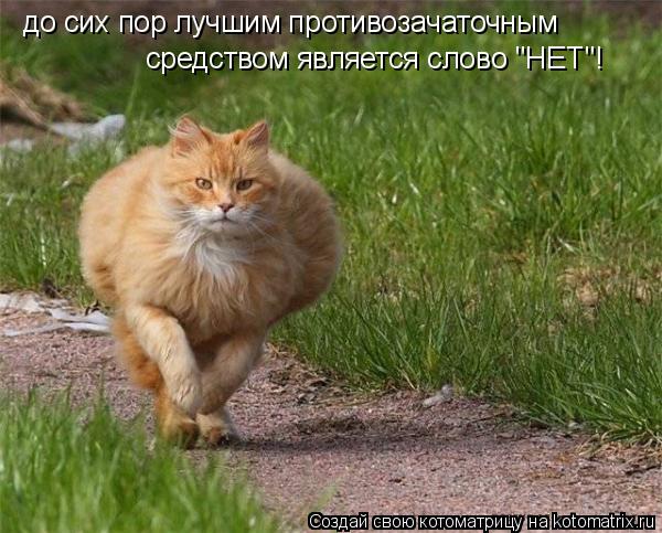 до сих пор лучшим противозачаточным средством является слово "НЕТ"!... Котоматрица: до сих пор лучшим противозачаточным средством является слово "НЕТ"!