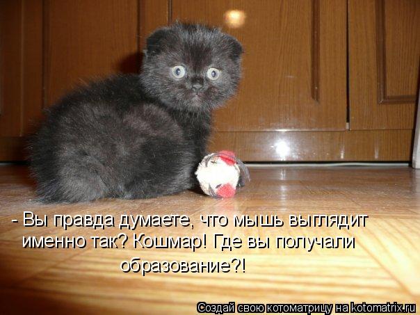 - Вы правда думаете, что мышь выглядит именно так? Кошмар! Где вы получали образование?!... Котоматрица: - Вы правда думаете, что мышь выглядит именно так? Кошмар! Где вы получали образование?!