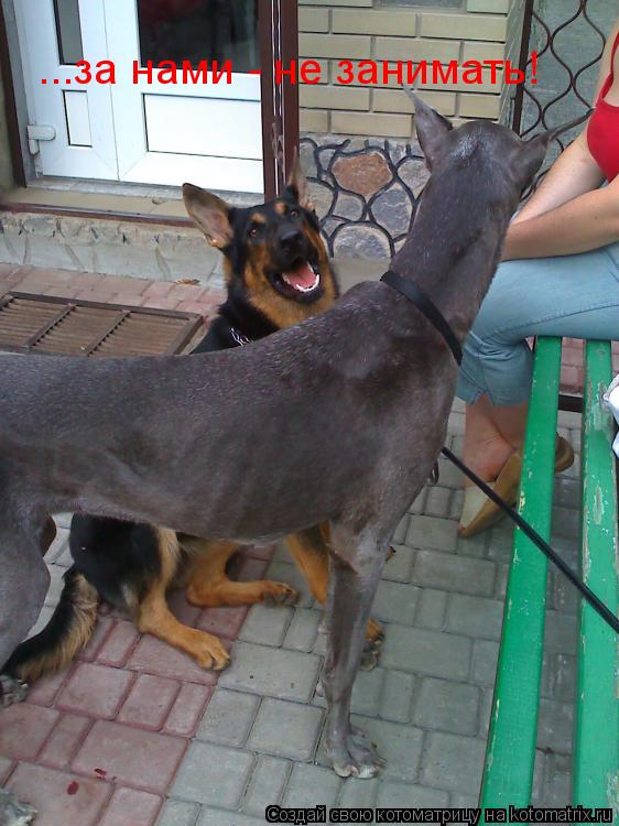 ...за нами - не занимать!... Котоматрица: ...за нами - не занимать!
