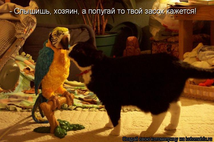 - Слышишь, хозяин, а попугай то твой засох кажется!... Котоматрица: - Слышишь, хозяин, а попугай то твой засох кажется!