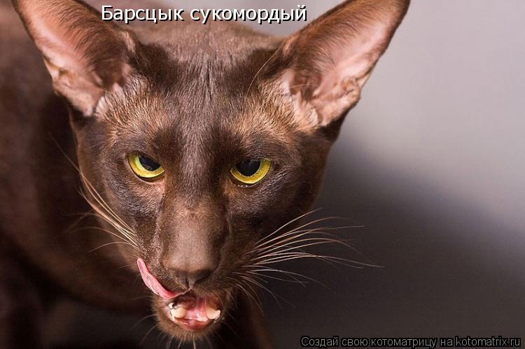 Барсцык сукомордый... Котоматрица: Барсцык сукомордый