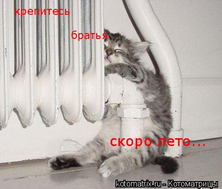 крепитесь братья скоро лето...... Котоматрица: крепитесь братья скоро лето...