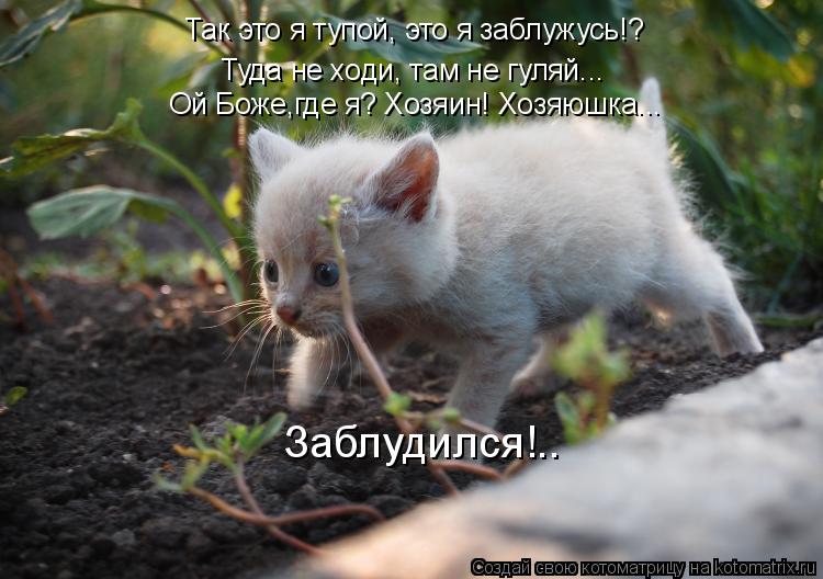 Так это я тупой, это я заблужусь!? Туда не ходи, там не гуляй... Ой Боже,где я? Хозяин! Хозяюшка... З... Котоматрица: Так это я тупой, это я заблужусь!? Туда не ходи, там не гуляй... Ой Боже,где я? Хозяин! Хозяюшка... Заблудился!..