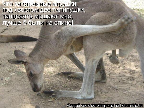 Что за странные игрушки, под хвостом две тилипушки, танцевать мешают мне, лучше б были на спине!... Котоматрица: Что за странные игрушки, под хвостом две тилипушки, танцевать мешают мне, лучше б были на спине!
