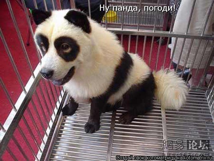 Ну панда, погоди!... Котоматрица: Ну панда, погоди!