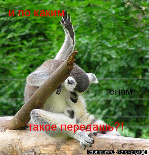генам и по каким такое передашь?!... Котоматрица: генам и по каким такое передашь?!