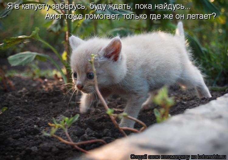 Я в капусту заберусь, буду ждать, пока найдусь... Аист тоже помогает, только где же он летает?... Котоматрица: Я в капусту заберусь, буду ждать, пока найдусь... Аист тоже помогает, только где же он летает?