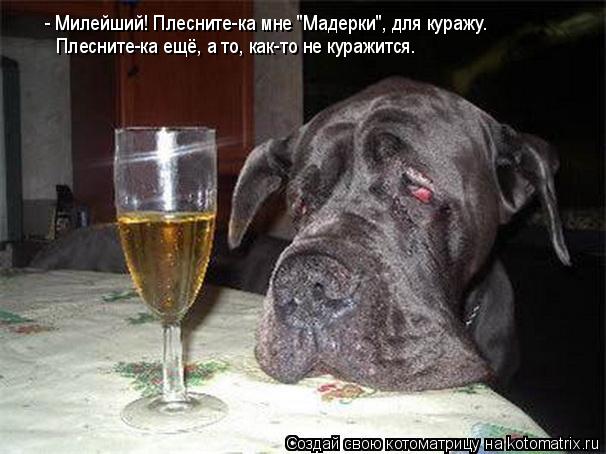 - Милейший! Плесните-ка мне "Мадерки", для куражу. Плесните-ка ещё, а то, как-то не куражится.... Котоматрица: - Милейший! Плесните-ка мне "Мадерки", для куражу. Плесните-ка ещё, а то, как-то не куражится.
