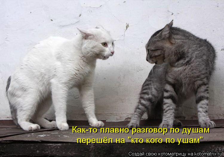 Как-то плавно разговор по душам перешёл на "кто кого по ушам"... Котоматрица: Как-то плавно разговор по душам перешёл на "кто кого по ушам"