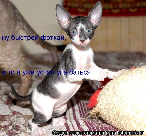 ну быстрей фоткай, а то я уже устал улыбаться... Котоматрица: ну быстрей фоткай, а то я уже устал улыбаться