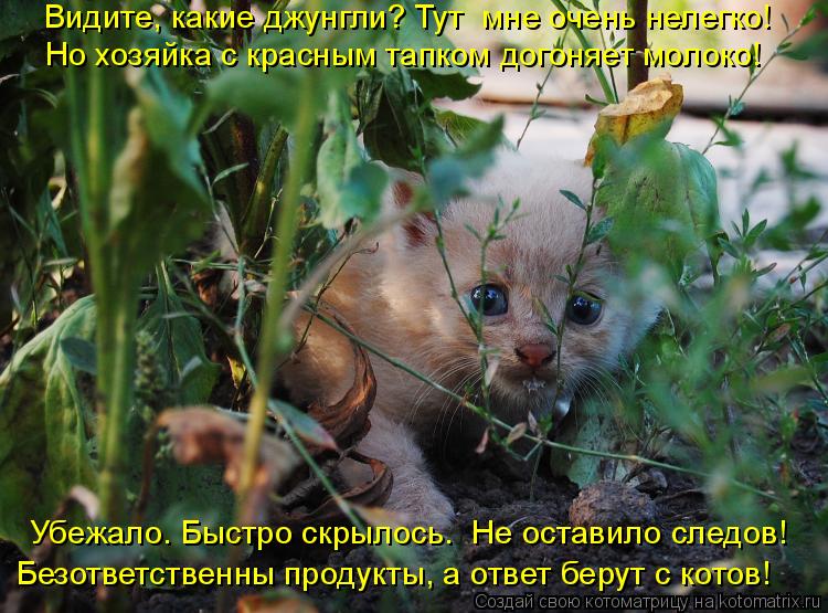 Видите, какие джунгли? Тут мне очень нелегко! Но хозяйка с красным тапком догоняет молоко! Убежало. ... Котоматрица: Видите, какие джунгли? Тут мне очень нелегко! Но хозяйка с красным тапком догоняет молоко! Убежало. Быстро скрылось. Не оставило следов! Без