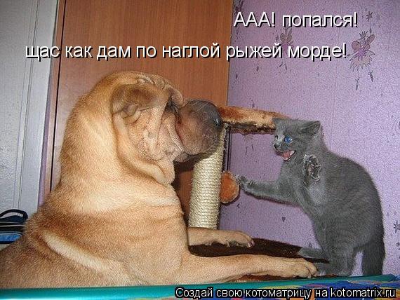 ААА! попался! щас как дам по наглой рыжей морде!... Котоматрица: ААА! попался! щас как дам по наглой рыжей морде!