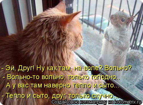 - Вольно-то вольно, только голодно.. А у вас там наверно тепло и сыто... - Тепло и сыто, друг, тольк... Котоматрица: - Вольно-то вольно, только голодно.. А у вас там наверно тепло и сыто... - Тепло и сыто, друг, только скучно... - Эй, Друг! Ну как там, на воле? Воль