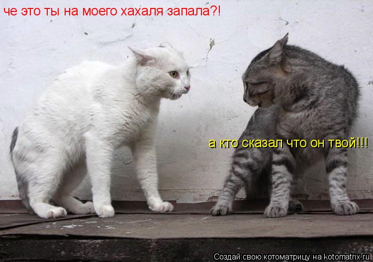 че это ты на моего хахаля запала?! а кто сказал что он твой!!!... Котоматрица: че это ты на моего хахаля запала?! а кто сказал что он твой!!!