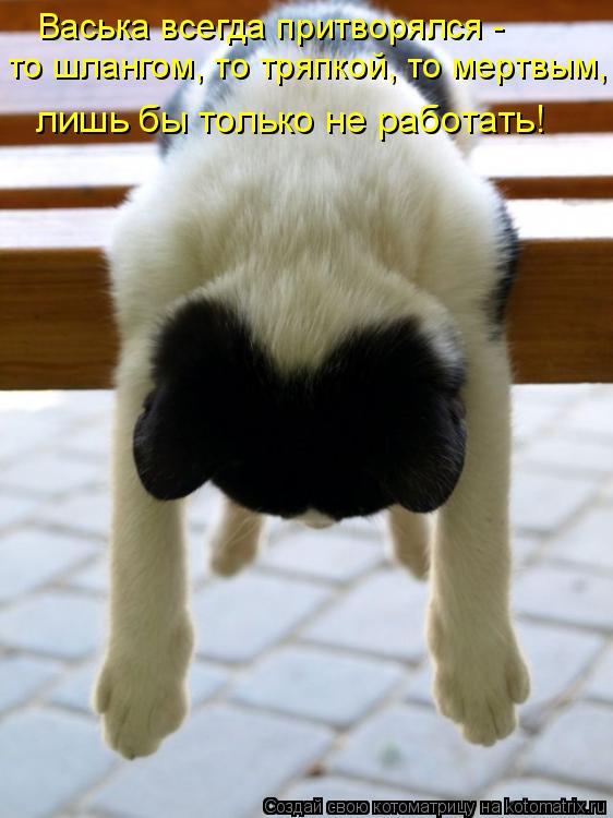 Котоматрица: Васька всегда притворялся - то шлангом, то тряпкой, то мертвым, лишь бы только не работать!