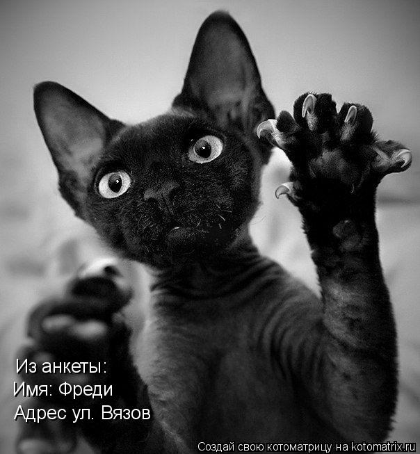 Из анкеты: Имя: Фреди Адрес ул. Вязов... Котоматрица: Из анкеты: Имя: Фреди Адрес ул. Вязов