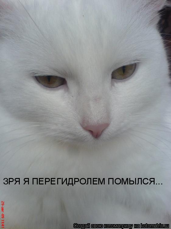 ЗРЯ Я ПЕРЕГИДРОЛЕМ ПОМЫЛСЯ...... Котоматрица: ЗРЯ Я ПЕРЕГИДРОЛЕМ ПОМЫЛСЯ...
