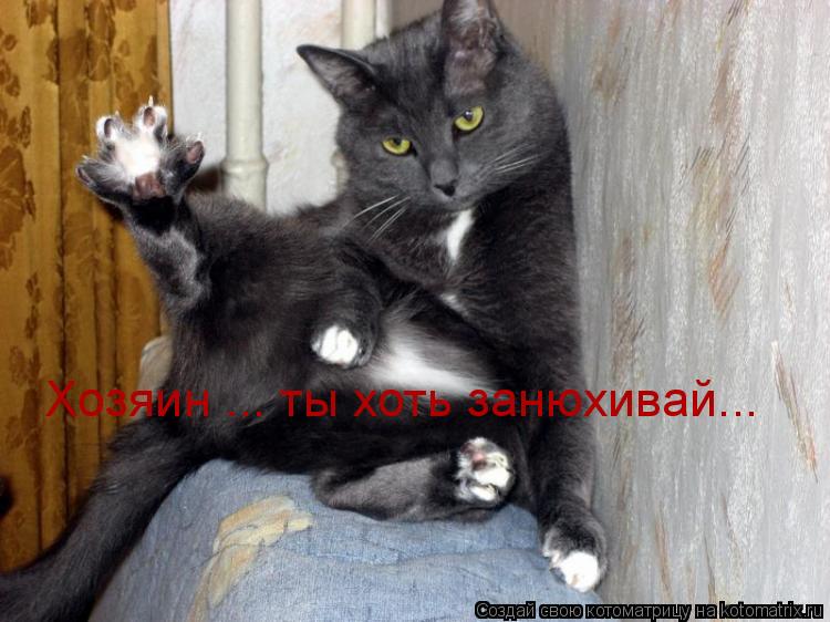Хозяин ... ты хоть занюхивай...... Котоматрица: Хозяин ... ты хоть занюхивай...