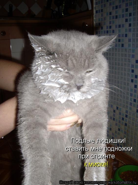 ставить мне подножки Подлые людишки! при спринте к миске!... Котоматрица: ставить мне подножки Подлые людишки! при спринте к миске!