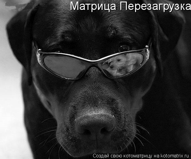 Матрица Перезагрузка... Котоматрица: Матрица Перезагрузка
