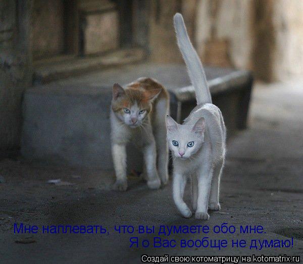 Мне наплевать, что вы думаете обо мне. Я о Вас вообще не думаю!... Котоматрица: Мне наплевать, что вы думаете обо мне. Я о Вас вообще не думаю!