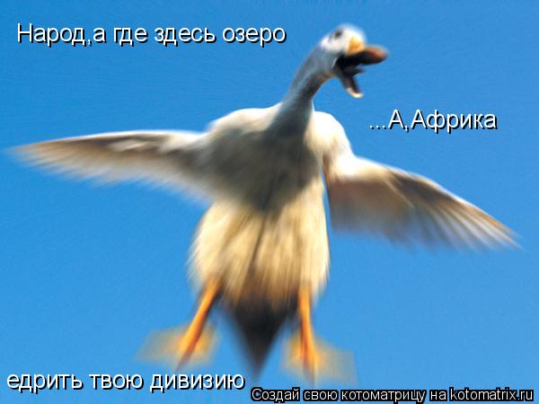 Народ,а где здесь озеро ...А,Африка едрить твою дивизию... Котоматрица: Народ,а где здесь озеро ...А,Африка едрить твою дивизию
