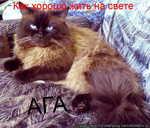 Как хорошо жить на свете АГА... Котоматрица: Как хорошо жить на свете АГА