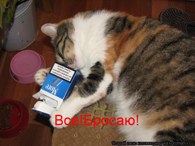 Все!Бросаю!... Котоматрица: Все!Бросаю!