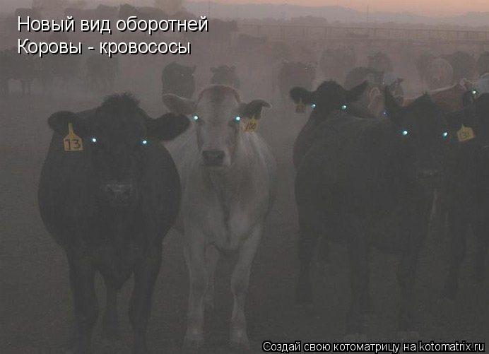 Новый вид оборотней Коровы - кровососы... Котоматрица: Новый вид оборотней Коровы - кровососы