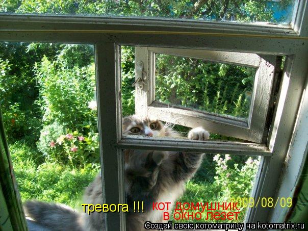 кот домушник. в окно лезет тревога !!!... Котоматрица: кот домушник. в окно лезет тревога !!!