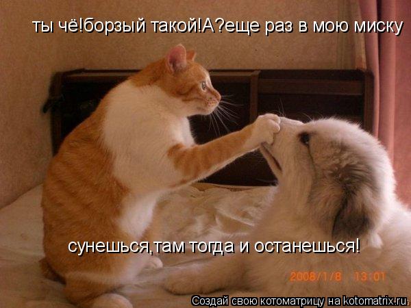 ты чё!борзый такой!А?еще раз в мою миску сунешься,там тогда и останешься!... Котоматрица: ты чё!борзый такой!А?еще раз в мою миску сунешься,там тогда и останешься!