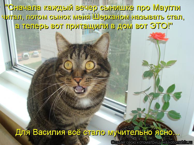 Для Василия всё стало мучительно ясно... "Сначала каждый вечер сынишке про Маугли читал, потом сынок... Котоматрица: Для Василия всё стало мучительно ясно... "Сначала каждый вечер сынишке про Маугли читал, потом сынок меня Шерханом называть стал, а теперь в