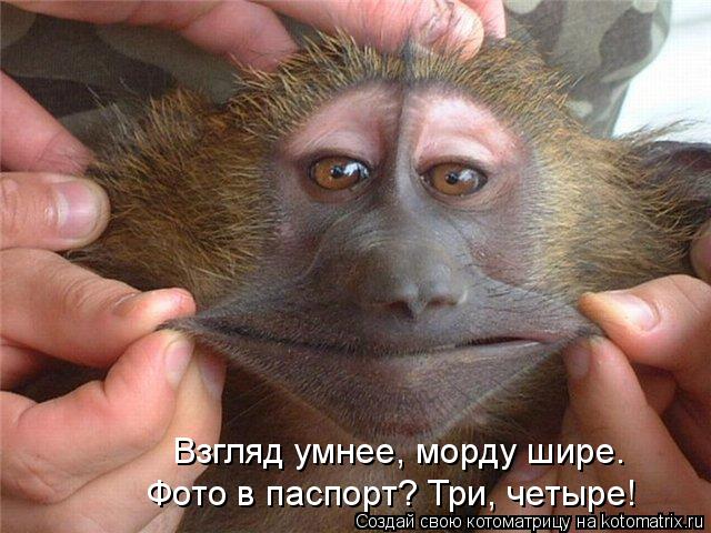 Взгляд умнее, морду шире. Фото в паспорт? Три, четыре!... Котоматрица: Взгляд умнее, морду шире. Фото в паспорт? Три, четыре!