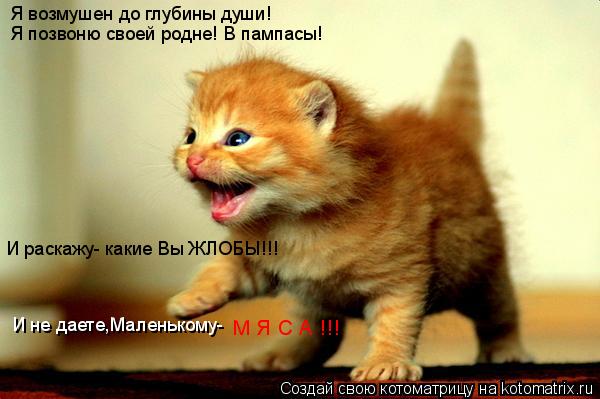 Я возмушен до глубины души! Я позвоню своей родне! В пампасы! И раскажу- какие Вы ЖЛОБЫ!!! М Я С А !... Котоматрица: Я возмушен до глубины души! Я позвоню своей родне! В пампасы! И раскажу- какие Вы ЖЛОБЫ!!! М Я С А !!! И не даете,Маленькому-