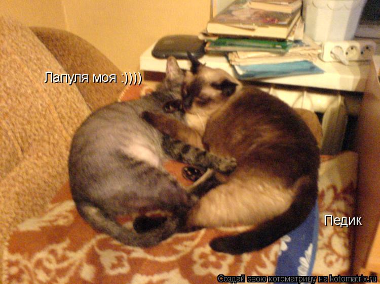 Лапуля моя :)))) Педик... Котоматрица: Лапуля моя :)))) Педик