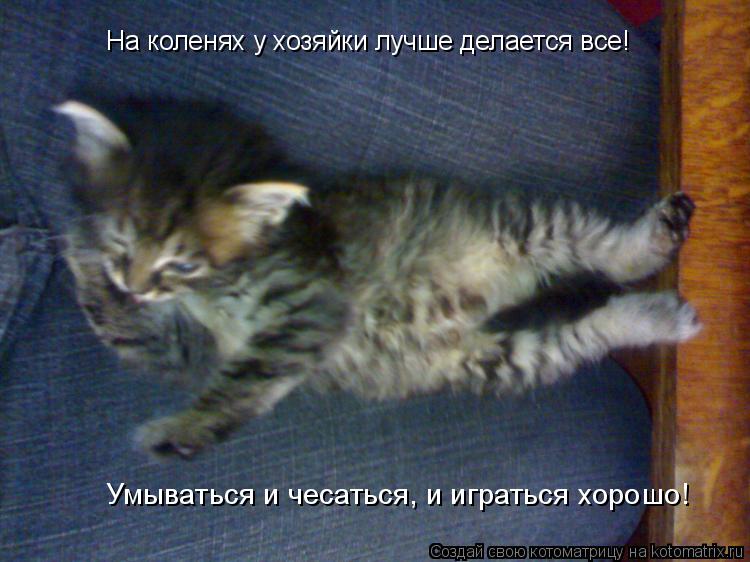 На коленях у хозяйки лучше делается все! Умываться и чесаться, и играться хорошо!... Котоматрица: На коленях у хозяйки лучше делается все! Умываться и чесаться, и играться хорошо!
