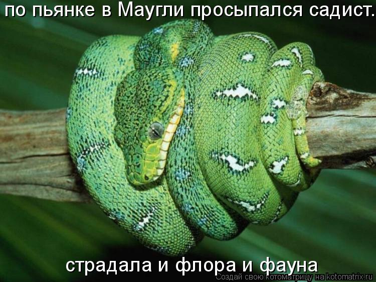по пьянке в Маугли просыпался садист. страдала и флора и фауна... Котоматрица: по пьянке в Маугли просыпался садист. страдала и флора и фауна