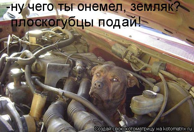 -ну чего ты онемел, земляк? плоскогубцы подай!... Котоматрица: -ну чего ты онемел, земляк? плоскогубцы подай!