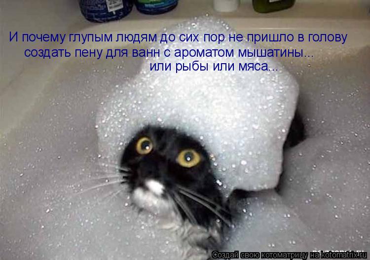 И почему глупым людям до сих пор не пришло в голову создать пену для ванн с ароматом мышатины... или... Котоматрица: И почему глупым людям до сих пор не пришло в голову создать пену для ванн с ароматом мышатины... или рыбы или мяса...
