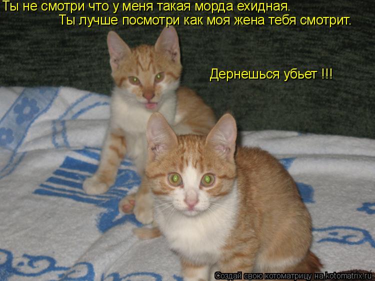 Ты не смотри что у меня такая морда ехидная. Ты лучше посмотри как моя жена тебя смотрит. Дернешься... Котоматрица: Ты не смотри что у меня такая морда ехидная. Ты лучше посмотри как моя жена тебя смотрит. Дернешься убьет !!!
