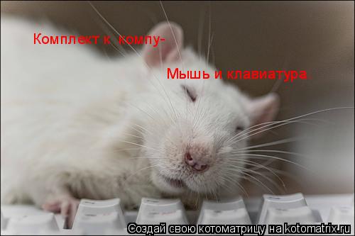 Комплект к компу- Мышь и клавиатура. Мышь и клавиатура.... Котоматрица: Комплект к компу- Мышь и клавиатура. Мышь и клавиатура.