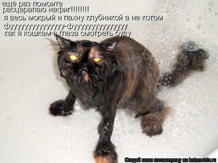 ещё раз помоите я весь мокрый и пахну клубникой а не котом фууууууууууууууу-фууууууууууууууу расцара... Котоматрица: ещё раз помоите я весь мокрый и пахну клубникой а не котом фууууууууууууууу-фууууууууууууууу расцарапаю нафиг!!!!!!!! как я кошкам в глаза см