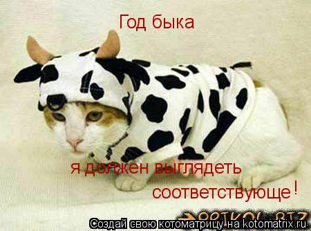 Год быка я должен выглядеть соответствующе !... Котоматрица: Год быка я должен выглядеть соответствующе !