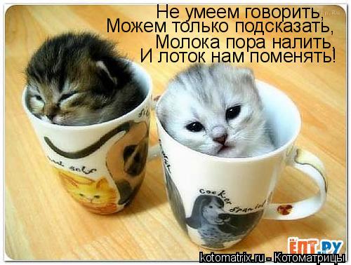 Не умеем говорить, Можем только подсказать, Молока пора налить, И лоток нам поменять!... Котоматрица: Не умеем говорить, Можем только подсказать, Молока пора налить, И лоток нам поменять!