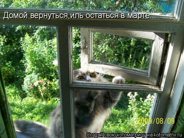 Домой вернуться,иль остаться в марте...... Котоматрица: Домой вернуться,иль остаться в марте...