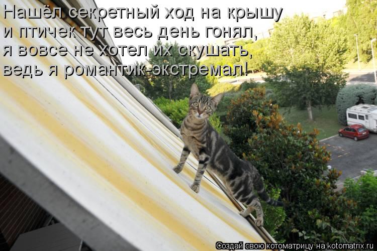 Нашёл секретный ход на крышу и птичек тут весь день гонял, я вовсе не хотел их скушать, ведь я романт... Котоматрица: Нашёл секретный ход на крышу и птичек тут весь день гонял, я вовсе не хотел их скушать, ведь я романтик-экстремал!