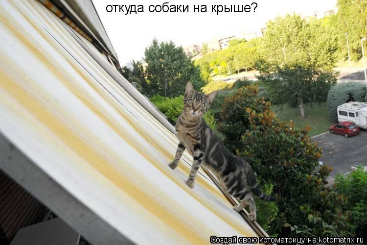 Котоматрица: откуда собаки на крыше?