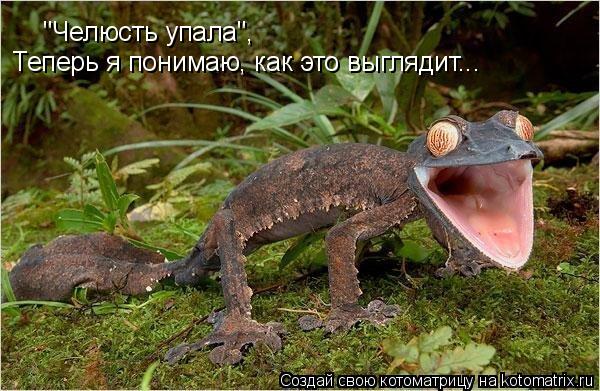 "Челюсть упала", Теперь я понимаю, как это выглядит...... Котоматрица: "Челюсть упала", Теперь я понимаю, как это выглядит...